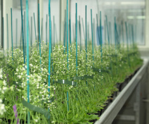 Culture d’Arabidopsis thaliana en serre