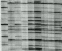 Example of SSAP gel allowing the vizualisation of transposable element insertion changes (the different plants are in columns, each line corresponds to a specific insertion locus)