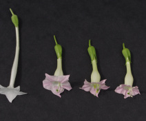 From right to left : 4 synthetic tobacco hybrid flowers and their two parents, Nicotiana sylvestris and N. tomentosiformis