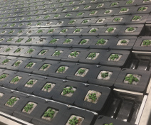 Photo de plantes cultivées sur le robot Phenoscope XL