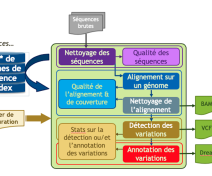 Pipeline MutDetect pipeline