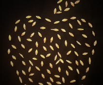 Apple projet – Improvement of protein concentration in barley