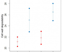 Caractérisation de lignées génétiquement très proches mais divergeant dans une région chromosomique ayant un fort impact sur la dégradabilité de la paroi (Cuello et al., 2019).