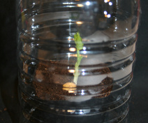 Réalisation de greffe (2)