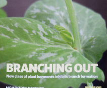 The 2008 Nature cover