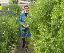Our glasshouse for bulking seeds and crossing
