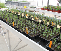 Our experimental glasshouse