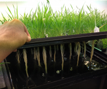 Brachypodium en hydroponie