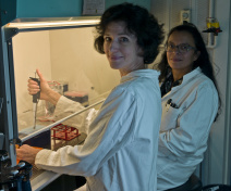 Experriment under laminar flux hood