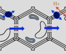 Plant cell-to-cell transport pathways