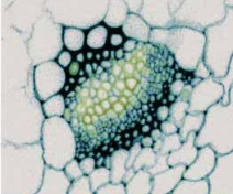 Details of leaf minor vein