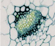 Détail d’une veine mineure dans une feuille