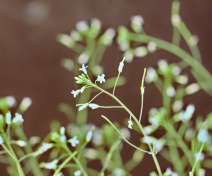Arabidopsis thaliana
