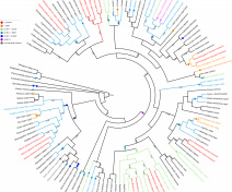 Arbre phylogénétique illustrant une conséquence des évènements de polyploïdie qui ont jalonné l’histoire des plantes à fleur : la présence de copies multiples d’une même protéine méiotique chez de nombreuses espèces