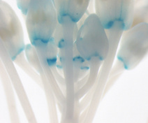 Marker gene expression in the floral organ abscission zone.