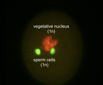 Arabidopsis Pollen