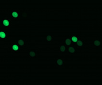 GFP Pollen