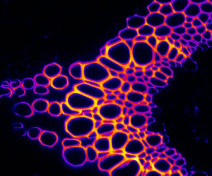 Lignin autofluorescence in a vascular bundle