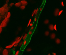 Localisation du transporteur SWEET11 dans une cellule de parenchyme phloémien