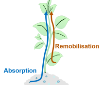 Nitrogen absorption and remobilization in plants