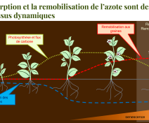 Dynmaics of N fluxes during plant development