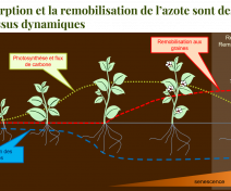 Deux flux dynamiques