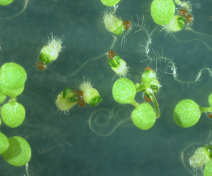Young fass mutants  of Arabidopsis thaliana