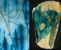 Tnt1 expression (LTR-GUS) in leaf fragments wounded (left) or infiltrated with microbial extract (right)