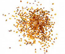 Arabidopsis seeds showing the triploid block