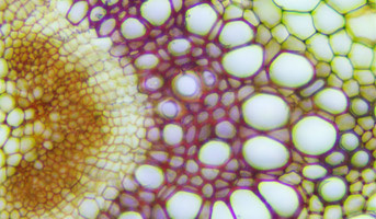 Carbon, Allocation, Transport and Signaling