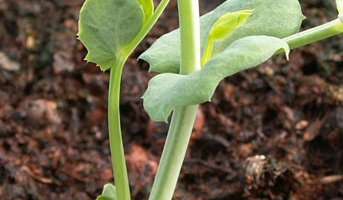 Strigolactones and Allelochemicals Signaling