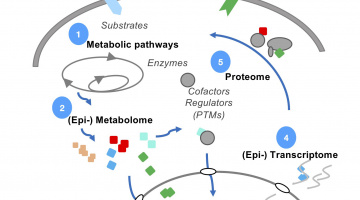 Dynamiques de la chromatine et signalisation