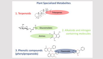 Diversité et plasticité des métabolites spécialisés dans les graines de Camelina