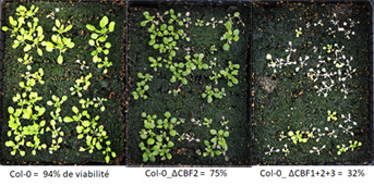 Diversité de l’acclimatation au froid chez Arabidopsis thaliana : le système CRISPR/Cas9 est un outil pour l’analyse fine des gènes dupliqués en tandem (TAG), application aux gènes CBF