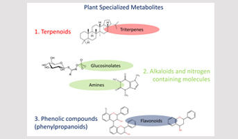 Diversité et plasticité des métabolites spécialisés dans les graines de Camelina