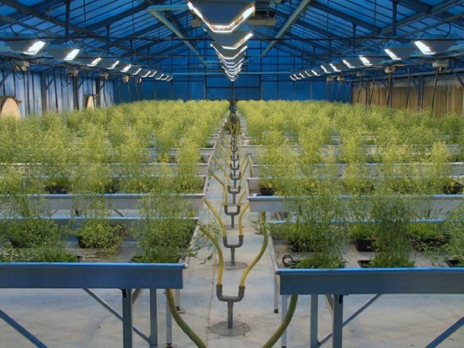 Observatoire du Végétal - Culture Plantes