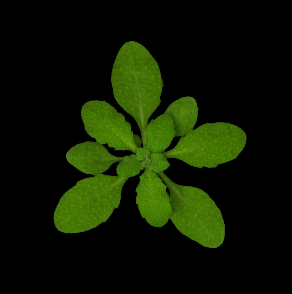 Observatoire du Végétal - CRB Arabidopsis