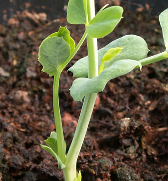 Signalisation des composés Allélopathiques et des Strigolactones