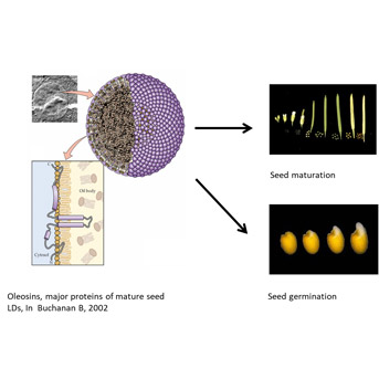 Dynamique et structure des corps lipidiques