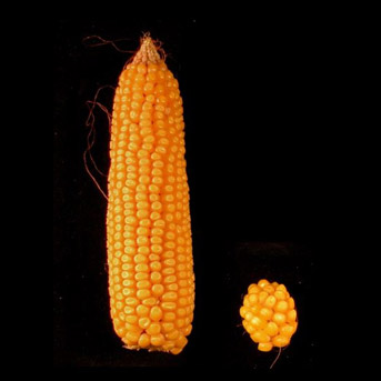 Gestion de l'azote et productivité végétale