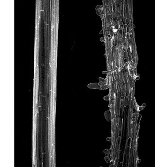 Adhésion cellulaire et communication intercellulaire