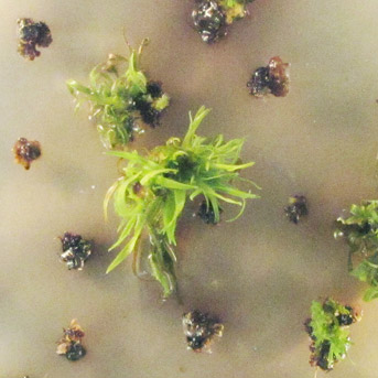 Biologie cellulaire et régénération