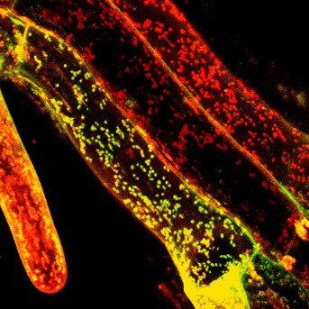Organites et reproduction