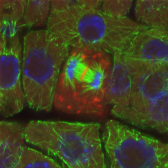 Contrôle spatial de la division cellulaire