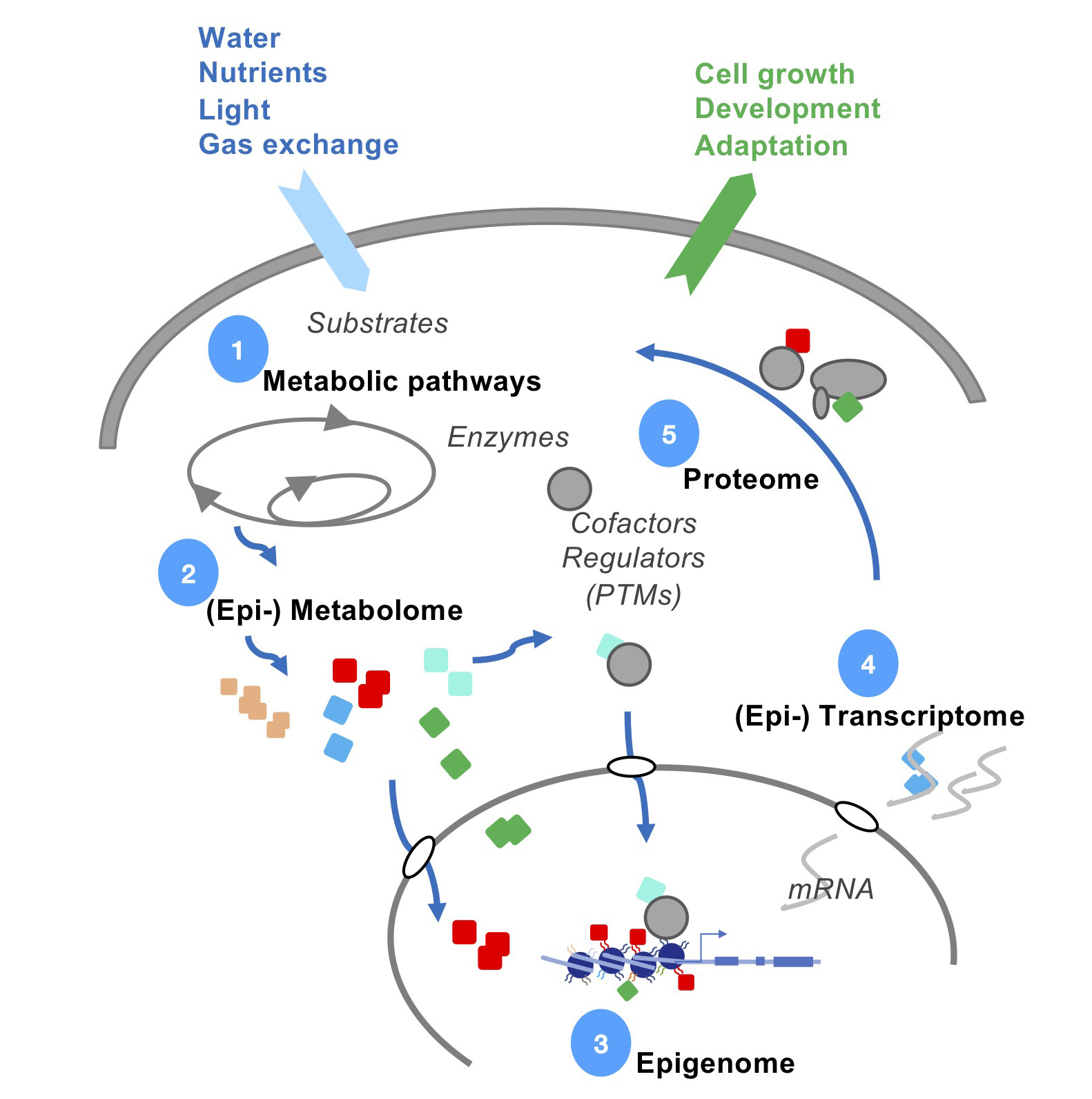 Dynamiques de la chromatine et signalisation