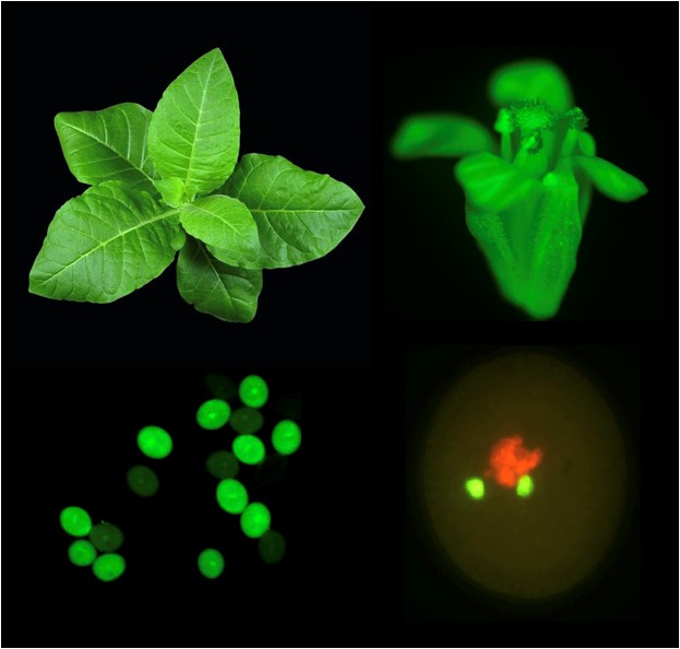 Epigénétique, Reproduction et Eléments Transposables